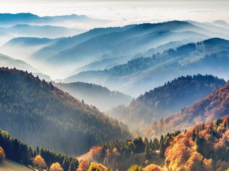 vue aérienne de la forêt noire