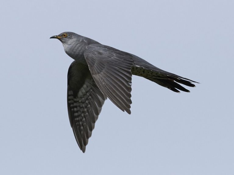 oiseau coucou gris sur ciel bleu