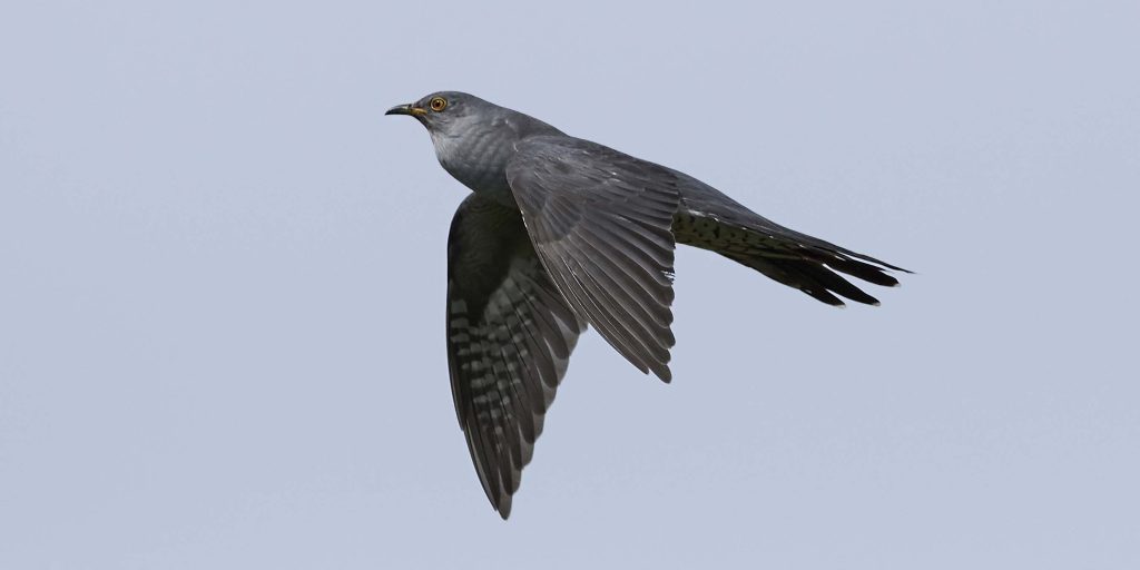 le coucou gris en train de voler
